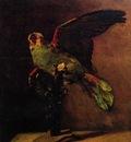 the green parrot