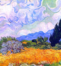 wheat field with cypresses