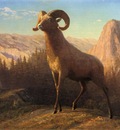 Bierstadt Albert A Rocky Mountain Sheep Ovis Montana