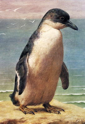 Marks Henry Stacy Study Of A Penguin