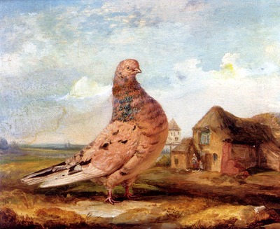 Ward James A Fancy Pigeon