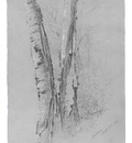 McEntee Jervis Study Of Birch Trunks