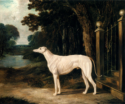 Herring John Frederick Vandeau A White Greyhound