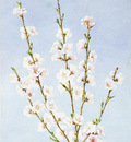 Hill John William Peach Blossoms