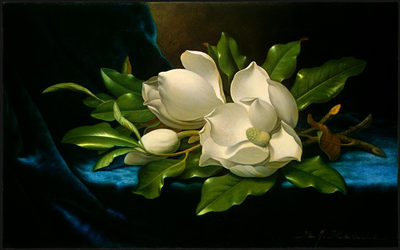 Giant Magnolias on a Blue Velvet Cloth NGA