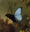 Blue Morpho Butterfly ATC
