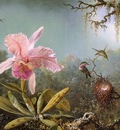 Cattelya Orchid and Three Brazilian Hummingbirds CGF