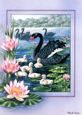 p australian birds cal2003