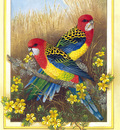 p australian birds cal2003