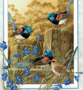 p australian birds cal2003