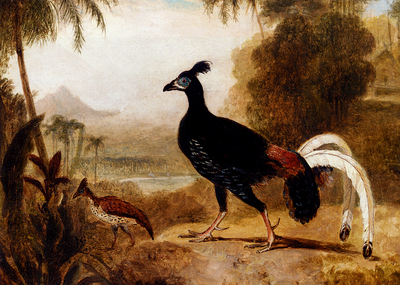 Daniell William The Fire Pheasant Of The Island Of Java