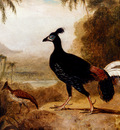 Daniell William The Fire Pheasant Of The Island Of Java