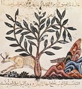 irakischer maler des kraeuterbuchs des dioskurides
