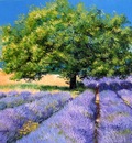 "Lavender field" Jean-Marc JANIACZYK