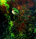 ROBIN MURRAY " Green Tody River Bank"