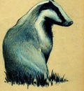 Paul Gosselin - The Badger
