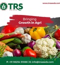 Agricultural Seeds Exporters in India