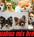Different Types of Chihuahua Breeds