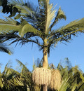 Àrvores para paisagismo Palmeira Imperial