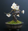 bonsai plant