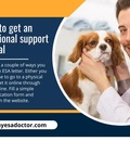 How To Get An Emotional Support Animal