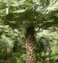 Palmeira Imperial para venda