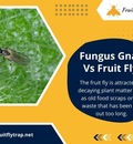 Best Fruit Fly Traps