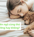 Chúng ta có nên ngủ cùng thú cưng trên giường hay không? Tại sao?