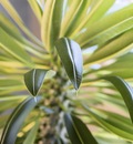 madagascar palm