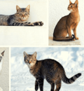 all cats