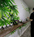 Find the High quality and affordable Toronto Cannabis Dispensary
