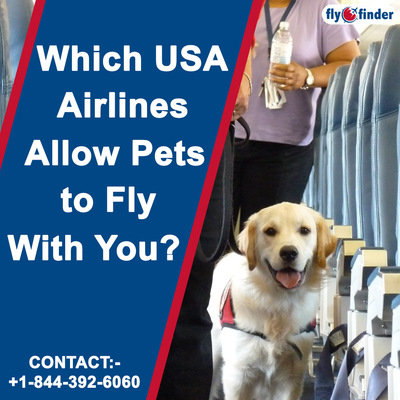 Which USA Airlines Allow Pets to Fly With you? FlyOfinder