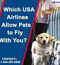 Which USA Airlines Allow Pets to Fly With you? FlyOfinder