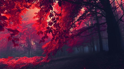 red forest 26750 3840x2160 3840x2160