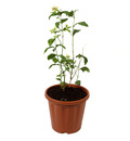 Buy plants online in Indore nursery