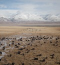 White yak in Namtso lake