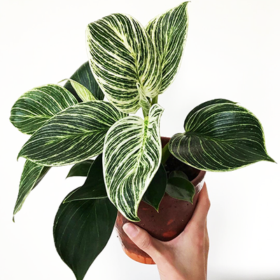 Philodendron Birkin: Embrace Elegance with this Exquisite Foliage Houseplant