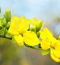Cách ngăn ngừa rầy phấn trắng trên cây mai vàng