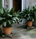 Lighten up Your Outdoor Oasis with The Jungle Collective's Premium Outdoor Pots!