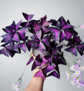Discover the Enchanting Beauty of Oxalis Triangularis: Your New Must-Have Plant