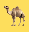 Camel Art